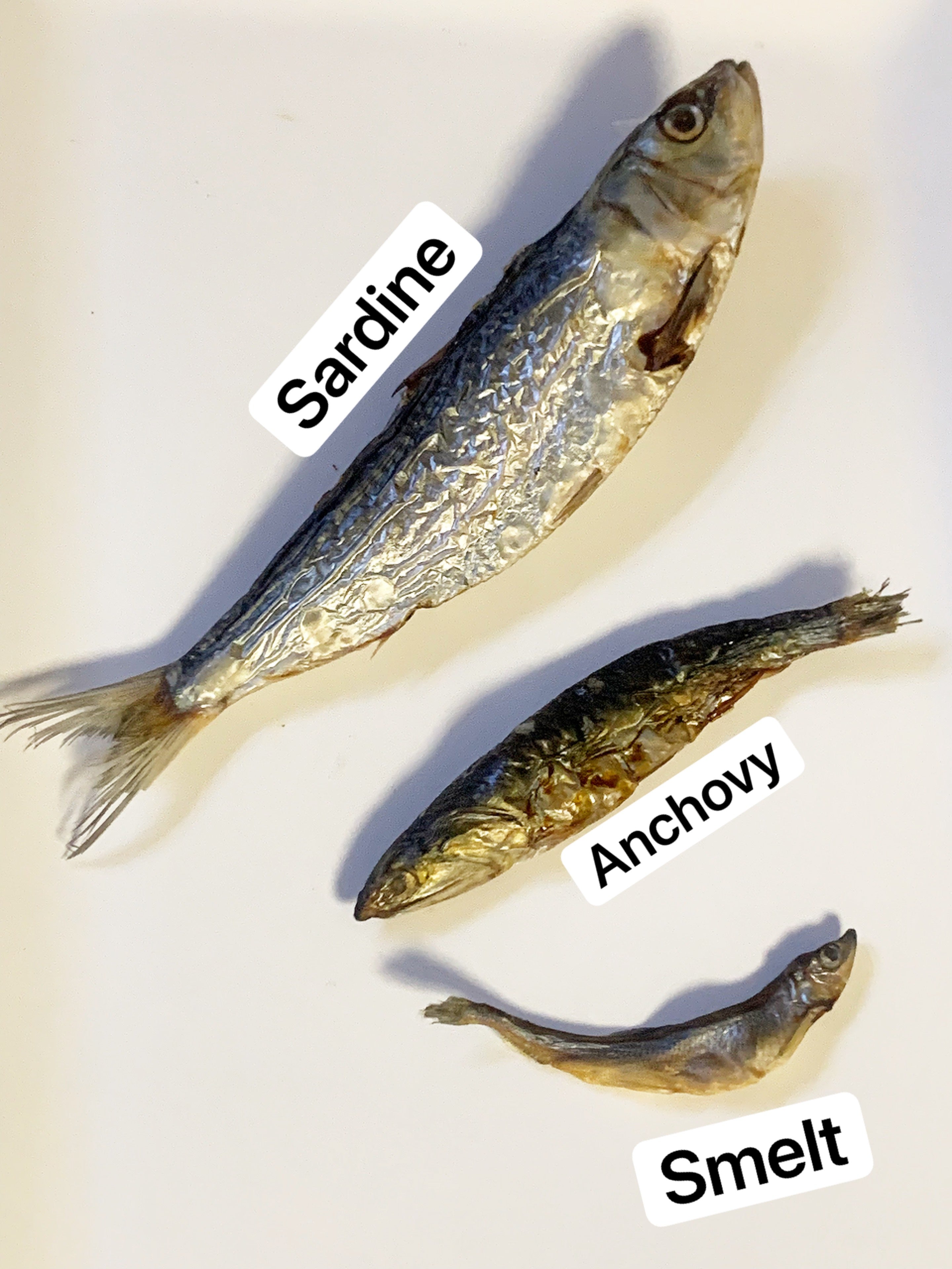Whole Anchovy (Wild Caught USA)